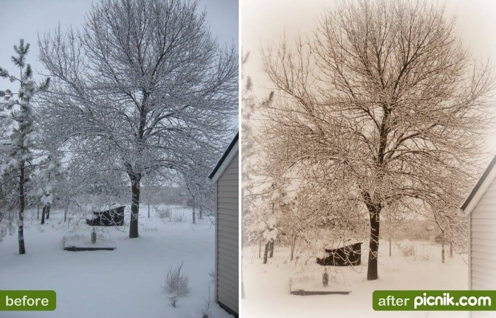 Tree Picture Preview