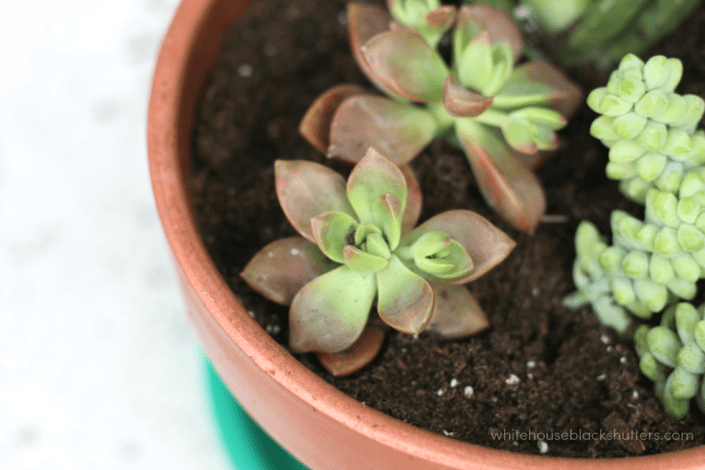 the RIGHT way to make a succulent garden and a tutorial on how to make this color blocked planter